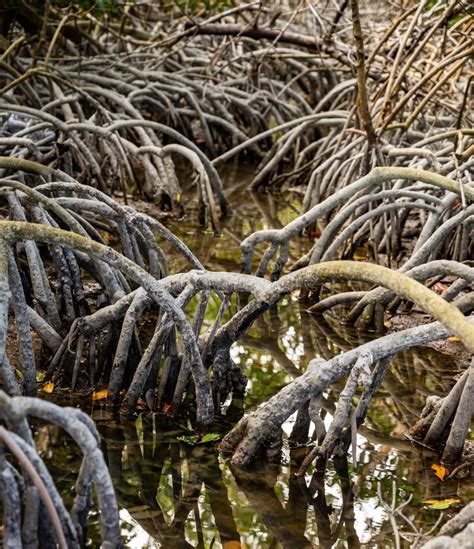 Las Ra Ces De Manglar Se Reflejan En El Agua Foto De Archivo Imagen