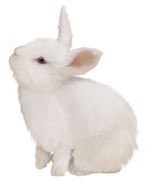 White Rabbit Png