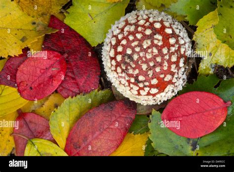 Fly Agaric Amanita Muscaria Among Autumn Leaves Germany Stock Photo