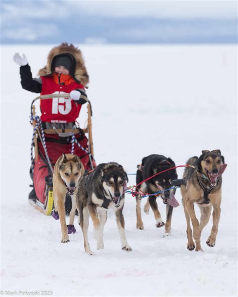 Caledonia Dog Sled Races In 27th Year Newsletter Articles Northern