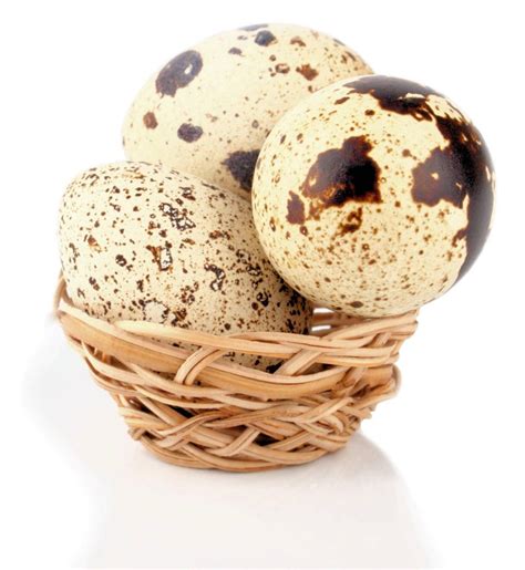 Quail Eggs Wholesale in Bulk | Eggs Unlimited