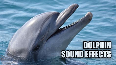 Dolphin Sounds Dolphin Sound Effects YouTube