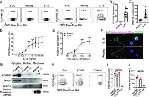 IL 15 induces PDGFRβ expression in human NK cells A C NK cells were