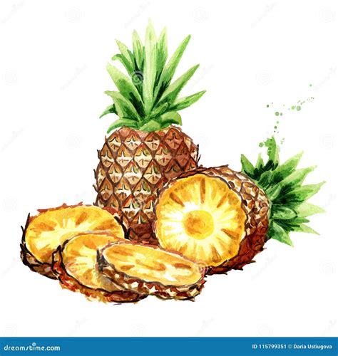 Pineapple Composition Watercolor Hand Drawn Illustration Isolated On