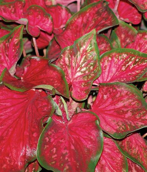 How To Care For Caladiums A Growing Guide Garden Design