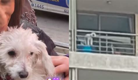 Detienen a sujeto en Ñuñoa por golpear y maltratar a su perro Lo