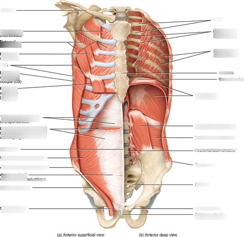 Kin Exam Diagram Muscles Involved With Breathing Diagram Quizlet