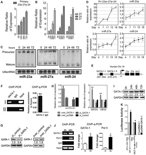GATA 1 Was Located On The Upstream Of MiR 23a27a24 2 Cluster And