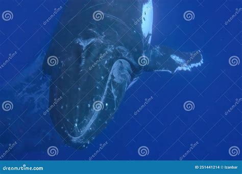 Humpback Whale Underwater In Tonga Vavau Island Polynesia Stock Photo