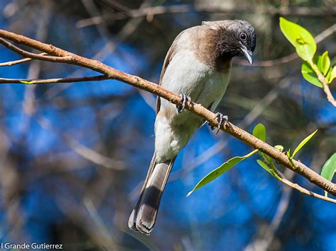 Common Bulbul Pycnonotus Barbatus