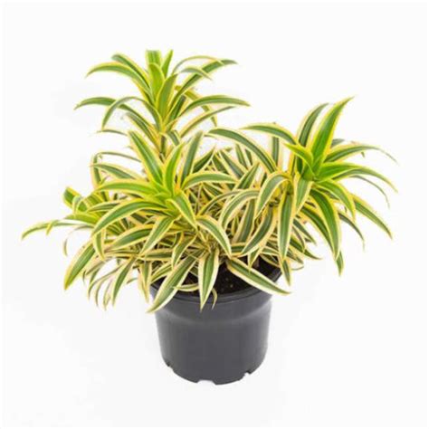 Pleomele Song Of India Dracaena Reflexa Mm The Jungle Collective