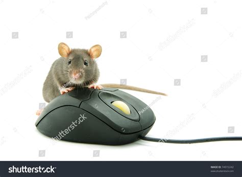 Rat Computer Mouse On White Background Stock Photo 74972242 | Shutterstock