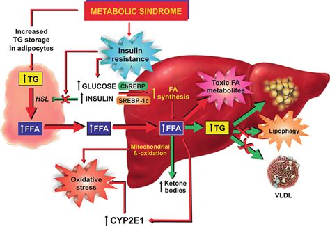 Pathogenesis Of Metabolic Syndrome Download Scientific Diagram