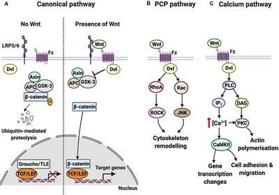 Frontiers Wnt Frizzled Signaling Regulates Activity Mediated Synapse