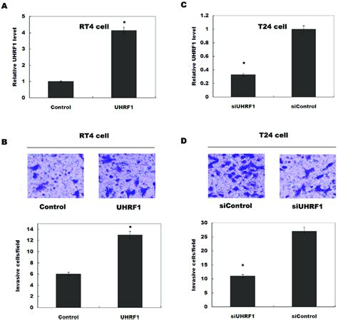 Overexpression Of UHRF1 Promotes Bladder Cancer Cell Invasion A RT4