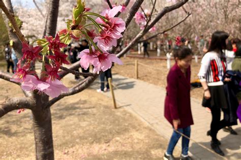 北京赏樱地，首选玉渊潭。赏樱花、观美景、看美女美女樱花玉渊潭公园新浪新闻