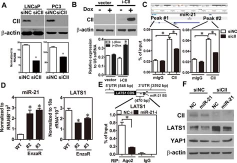 Coup Tfii Induced Mir 21 Expression Causes Lats1 Downregulation And