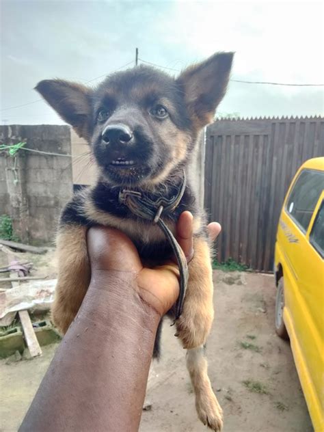 Working Line Gsd Ready For A New Home Pets Nigeria