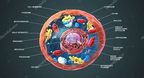 Célula Eucariótica Etiquetada Núcleo Y Orgánulos Y Membrana Plasmática