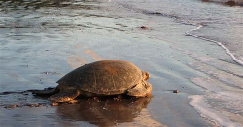 Biodiversité Les tortues marines de Mayotte protégées mais en danger