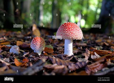 Fly Agaric Mushrooms In Beech Woodland Surrey Uk Stock Photo Alamy