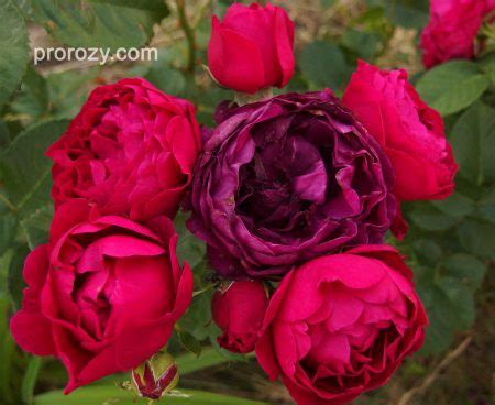 Ascot | Сорта роз - отзывы и фото | prorozy.com