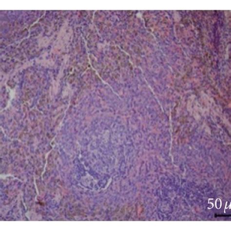 Spleen Histological Sections Of Rats In Each Group X Note A