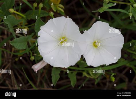 Field Bindweed Convolvulus Arvensis Stock Photo Alamy