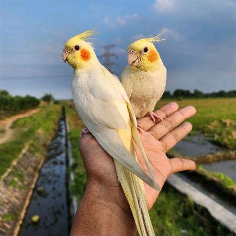 jual falk aman  mainan anak parkit australia lutino skil  fly