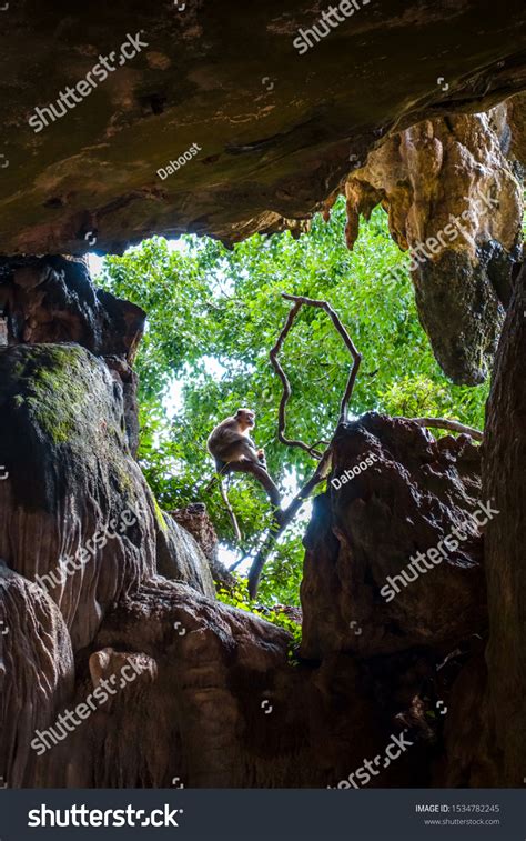 Monkey Cave Wat Suwan Kuha Temple Stock Photo 1534782245 Shutterstock