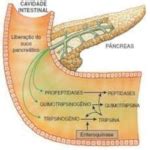 Suco Pancreatico - Suco Pancreático: função, o que é, composição - Planeta Biologia