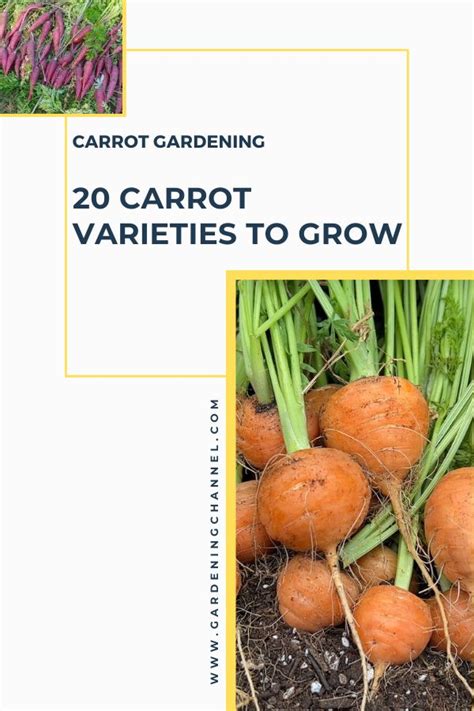 20 Carrot Varieties to Consider Growing This Season - Gardening Channel