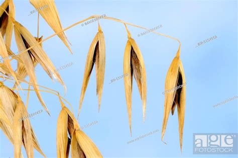 Sterile Oats Avena Sterilis Live Oats Wild Red Oats Wild Winter