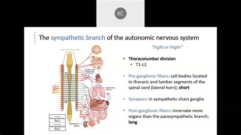 Autonomic Nervous System Sympathetic And Parasympathetic Outflow Part