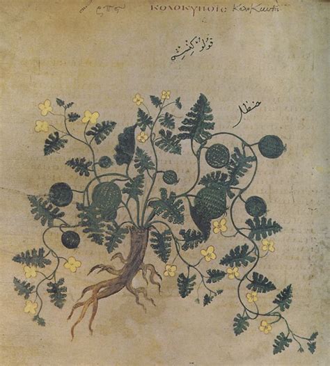 An Old Book With A Tree And Flowers On It