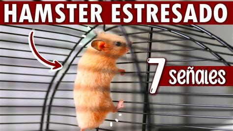 Cómo saber si mi HAMSTER está ESTRESADO 7 SEÑALES DE ESTRES YouTube