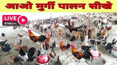 R i R murgi farming - YouTube