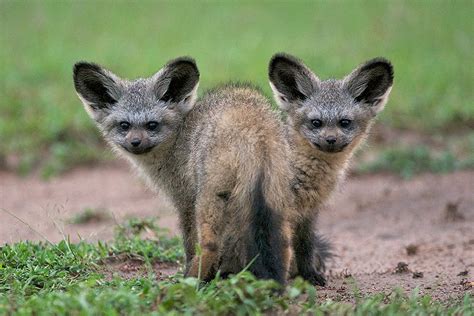 Bat-Eared Fox Pups | Sean Crane Photography