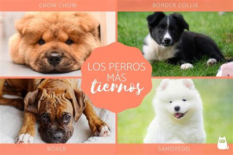 Razas De Perros M S Tiernos Del Mundo Con Fotos