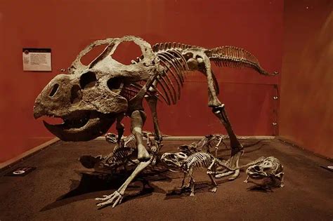 Protoceratops Legacy Of The First Horned Face Dinosaur