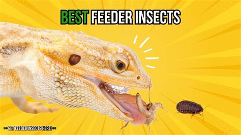 5 Best Insects For Bearded Dragons