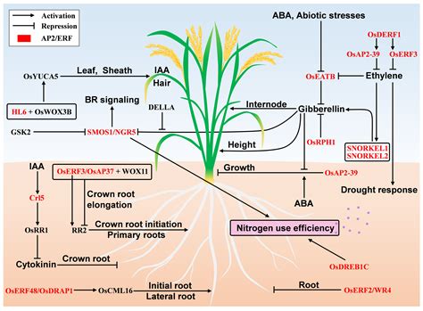 IJMS | Free Full-Text | Molecular Events of Rice AP2/ERF Transcription ...