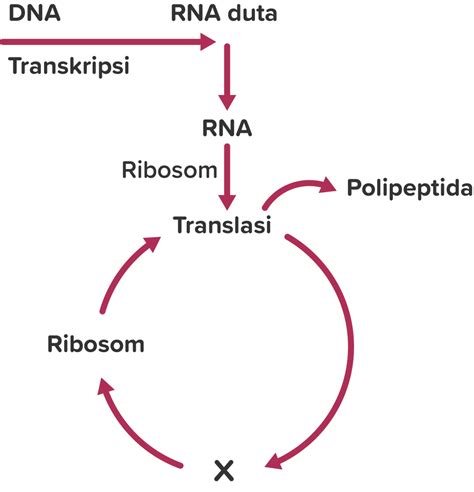 Perhatikan Diagram Sintesis Protein Di Bawah Ini