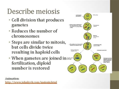 Meiosis Process By Which Gametes Are Formed Sex