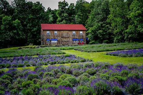 Peace Valley Lavender Farm Peace Valley Lavender Farm Bucks County