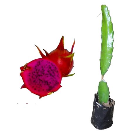 Dragon Fruit Plant Red Skin And Red Flesh Variety 10 Inch Authentic