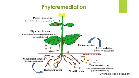 Phytoextraction Diagram