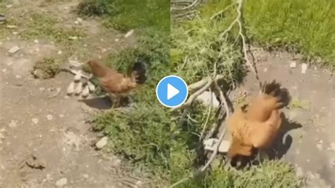 Viral Video A Chicken Attacked A Bird That Came To Hunt Chicks