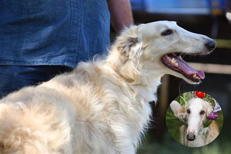 Borzoi Dog Breed Temperament Price And Puppies A Guide To Russian