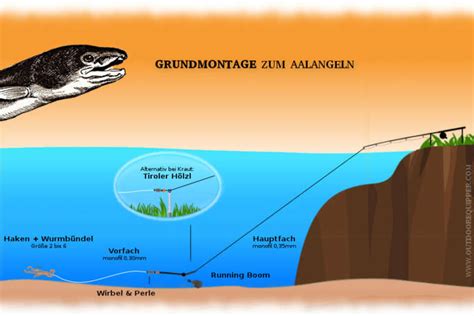 Erfolgreich Auf Aal Angeln Montagen Tackle Und Tipps F R